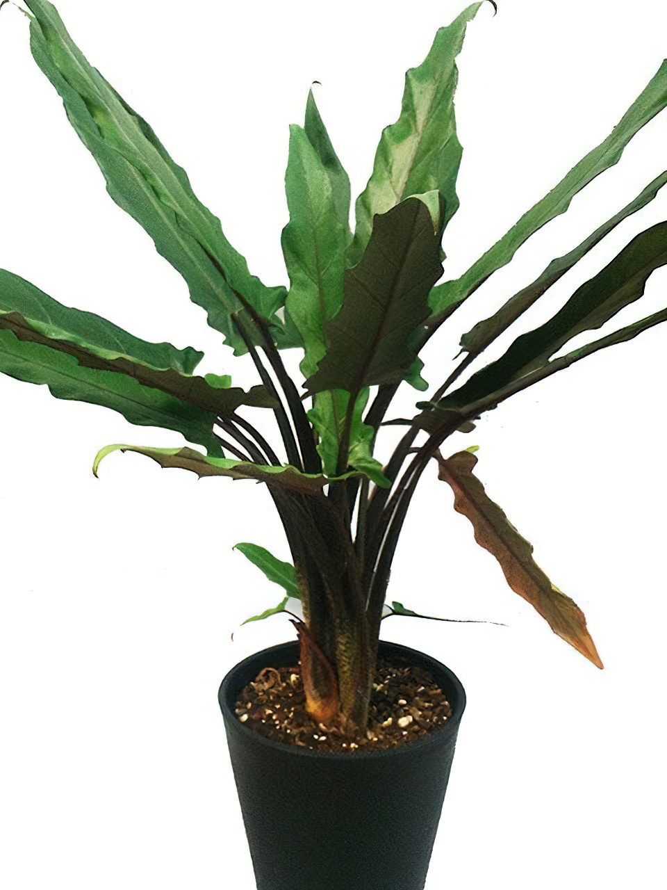 アロカシア（アローカシア）・ラウテルバキアナ | HITOTOKI by MAKIMO