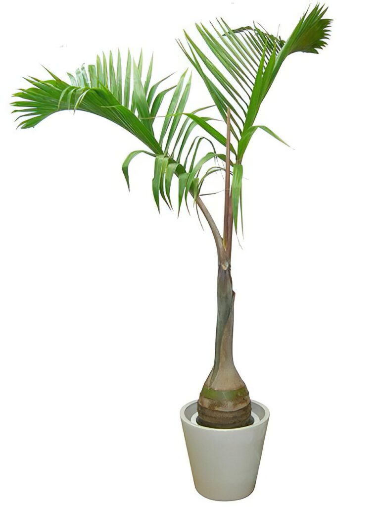 トックリヤシ10号 | HITOTOKI by MAKIMO PLANT