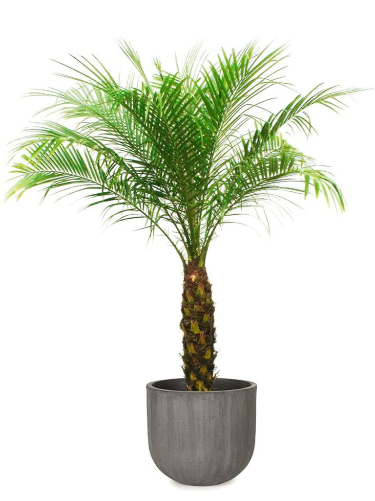 フェニックス・ロベレニー8号 ソンク ユーポットミドル M 35 - カラー