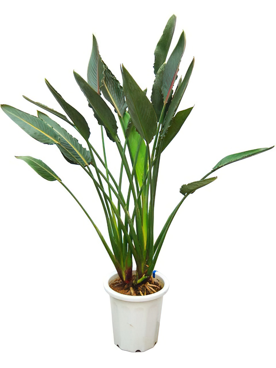 ストレリチア・レギネ 10号サイズ | HITOTOKI by MAKIMO PLANT