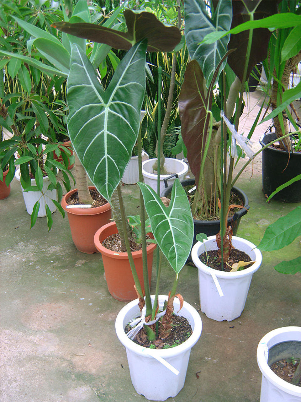 アロカシア ロンギロバ | HITOTOKI by MAKIMO PLANT（Plants book）