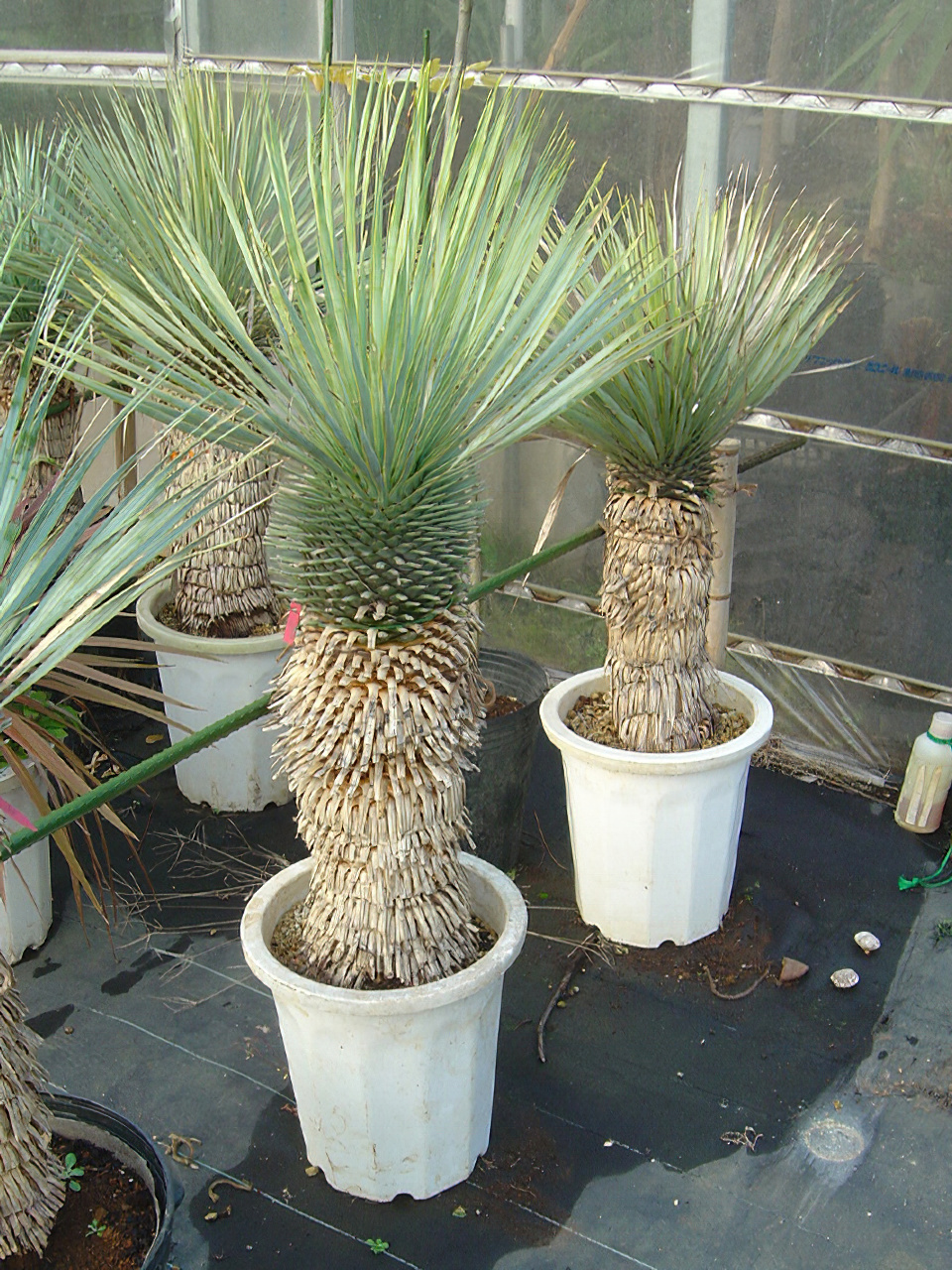 ユッカ ロストラータ | HITOTOKI by MAKIMO PLANT（Plants book）