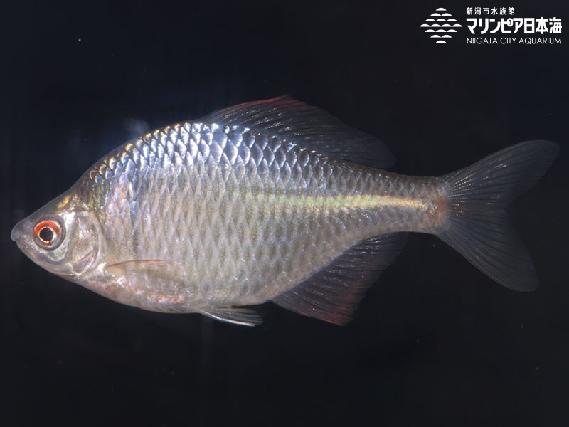 タイリクバラタナゴ | 魚類 | 生物図鑑 | 新潟市水族館 マリンピア日本海