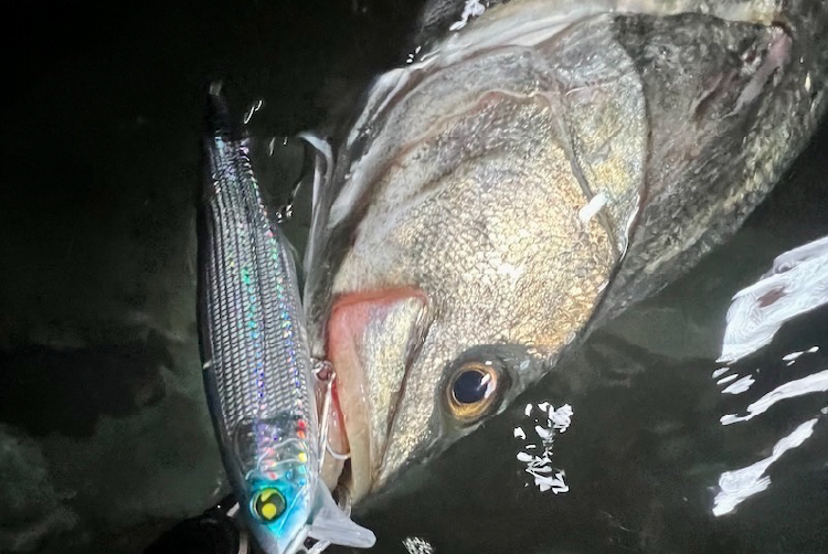 PRODUCTS | 株式会社 マルジン 嶋田 仁正の経験値をカタチにするルアー