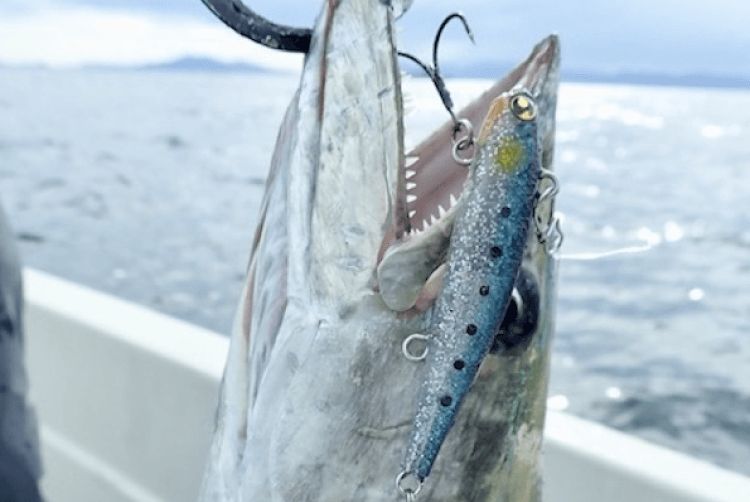 PRODUCTS | 株式会社 マルジン 嶋田 仁正の経験値をカタチにするルアー