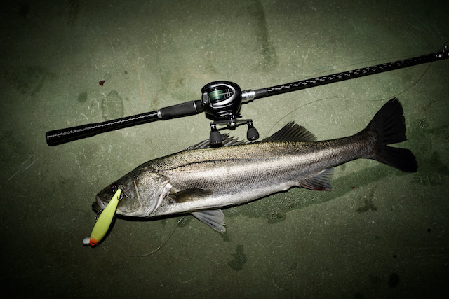 エクスセンスジェノスB80H – 株式会社 マルジン