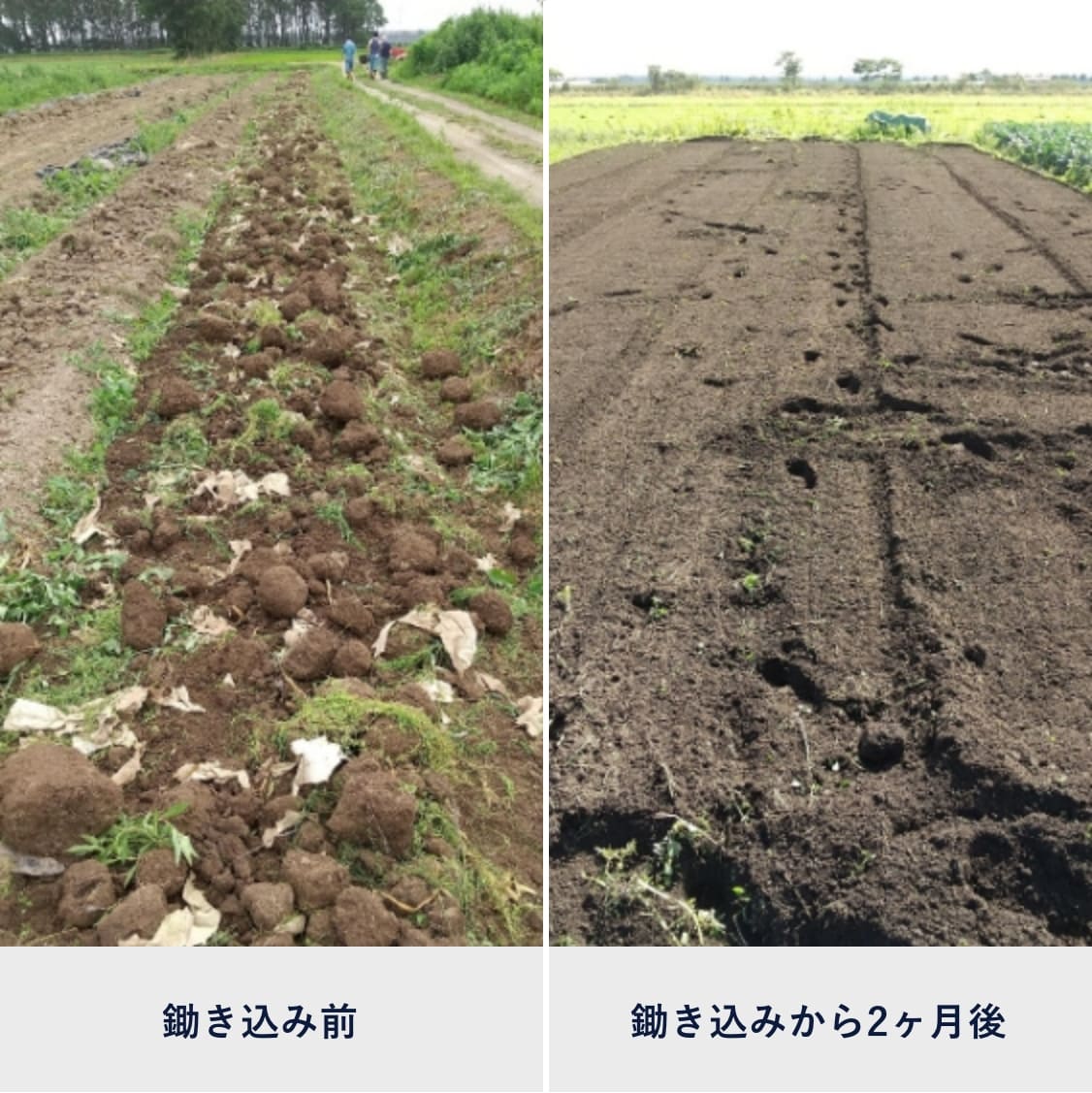 生分解性“紙製マルチ”で今すぐ農作業の省力化を | 素材を知る| PLAS