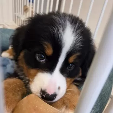 子犬をお迎えいただいたお客様の声(口コミ・評判)｜みんなのブリーダー