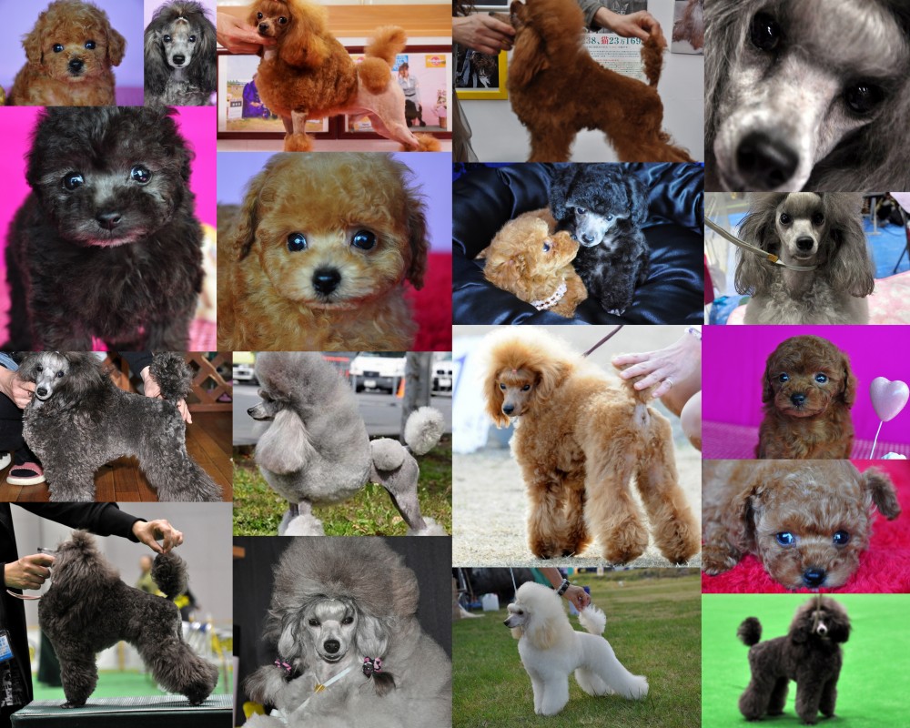 愛知】小松崎 ゆかり(こまつざき ゆかり)ブリーダー｜みんなのブリーダー