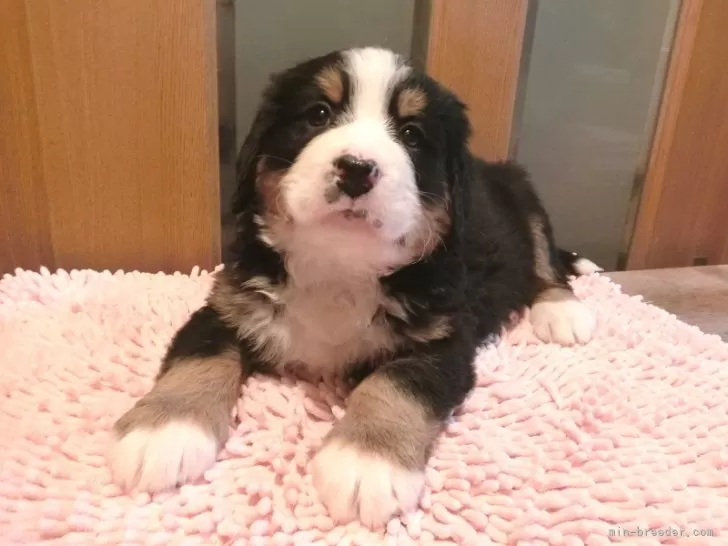 バーニーズ・マウンテン・ドッグ【北海道・女の子・2026年1月3日