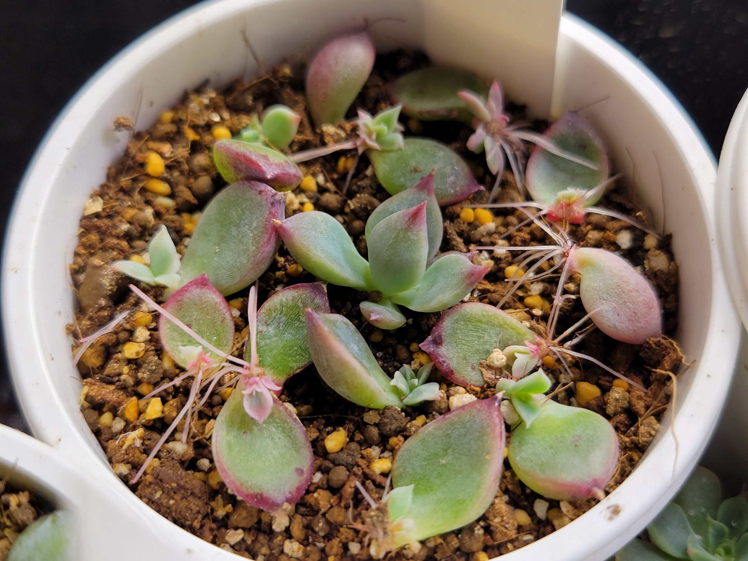 多肉植物の葉挿しの成功法則 - 多肉植物むらさき園