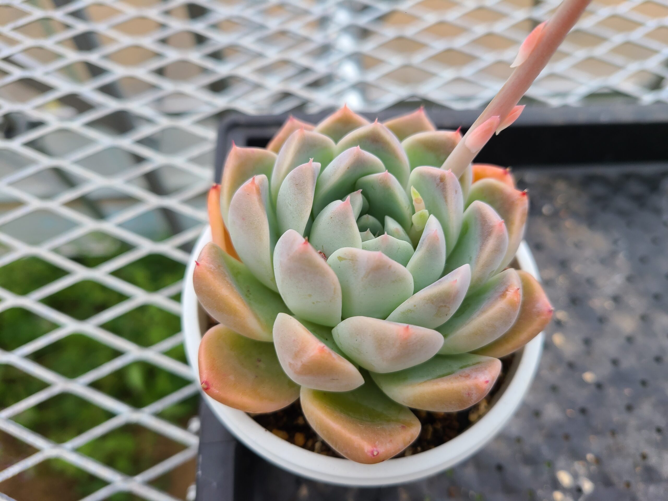 アルバビューティー - 多肉植物むらさき園