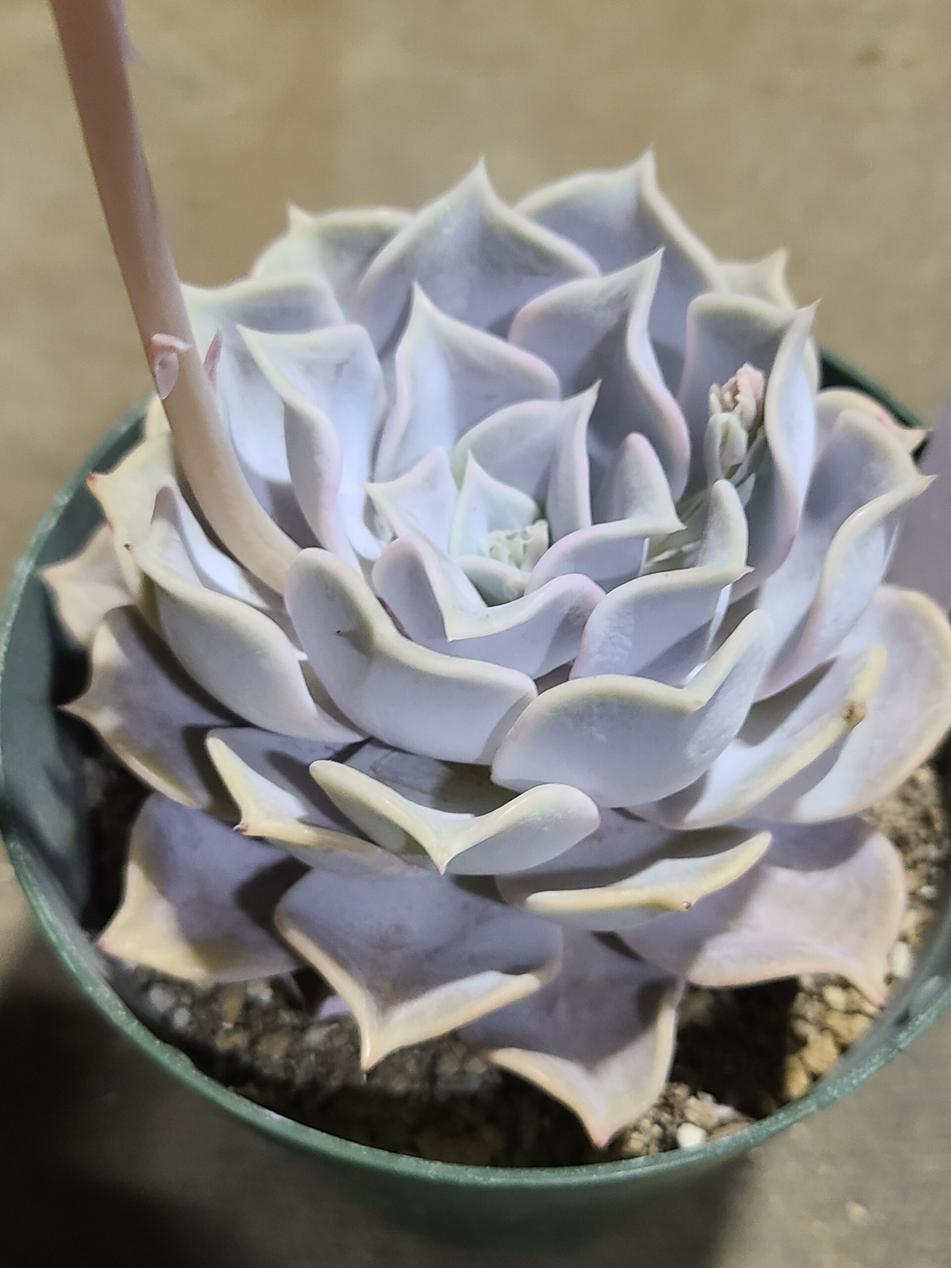 リラシナ「原種」 - 多肉植物むらさき園