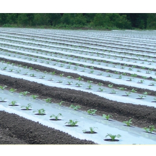 イワタニ 三層シルバーポリ 防虫マルチ(厚さ0.02mmX幅95cmX長さ200m