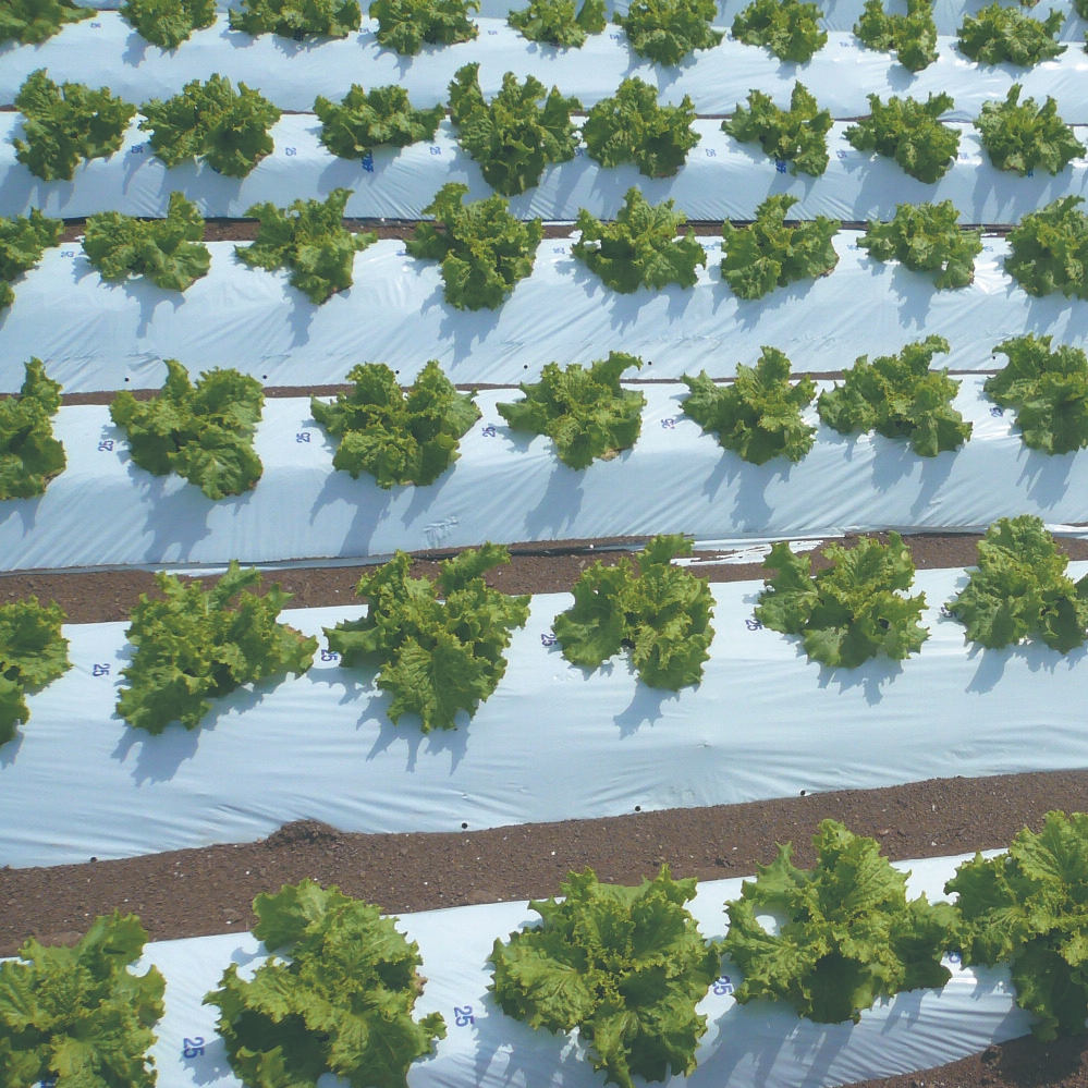 オリジナル国産白黒マルチ 厚み0.021mm(幅95cmX長さ200m 単品): 農業資材