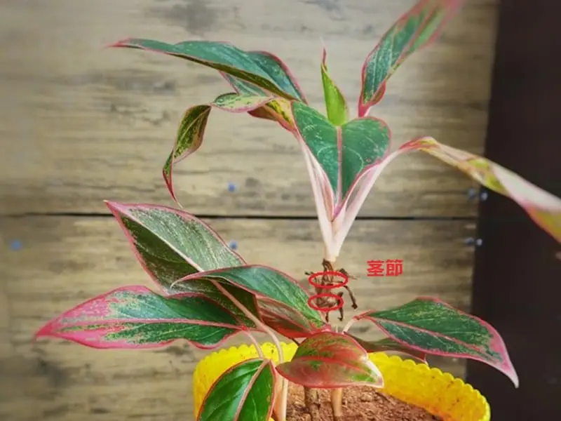 アグラオネマ水耕栽培 水挿しの手順やハイドロカルチャーの育て方