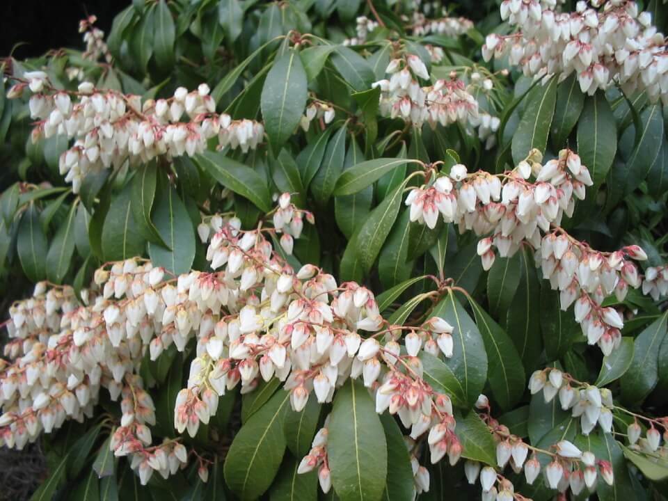 アセビ（馬酔木）について・造園社員の植物ノート | 株式会社 野沢園 I