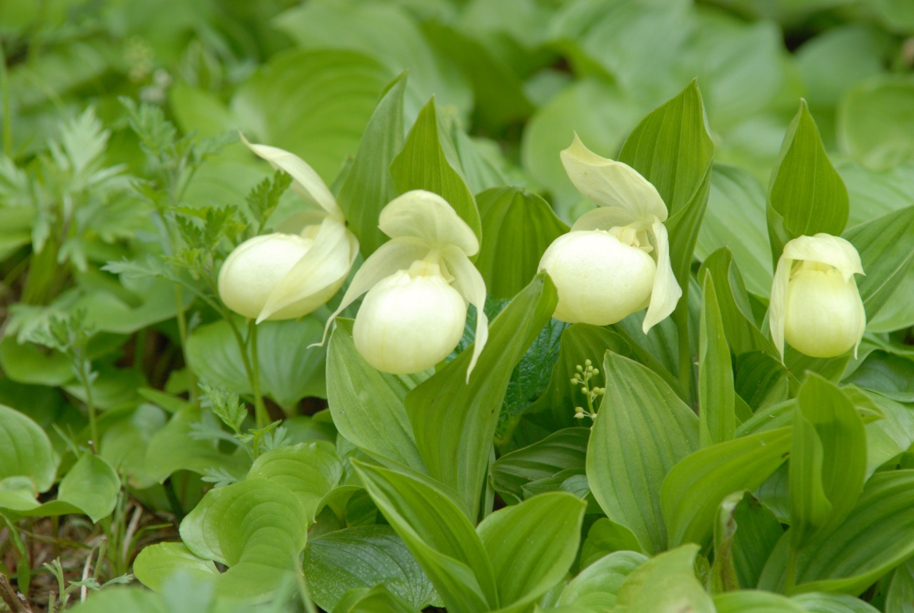 レブンアツモリソウ群生地｜観光スポット｜【公式】きた・北海道/稚内