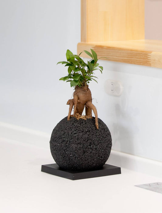 メーカー直送】＜eco-pochi＞おしゃれに消臭できるインテリアグリーン