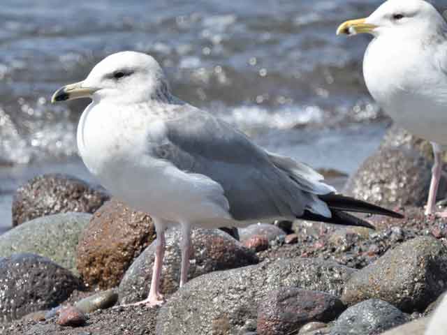 アルメニアセグロカモメ
