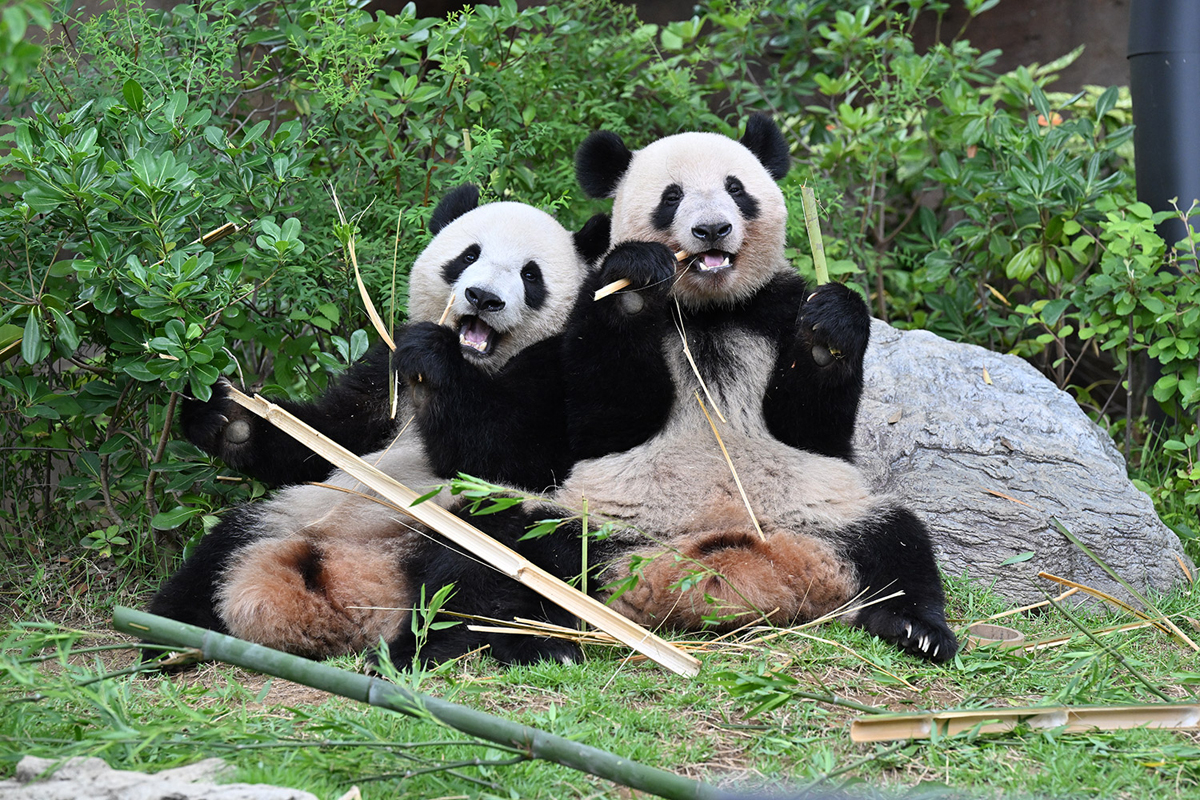 上野公園のパンダ「シャオシャオ」「レイレイ」生誕2周年 “パンダうじ