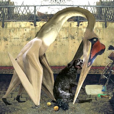 Artist: RHADOO : Newtone Records