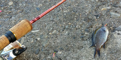 TURINGMONKEY(ツリモン) (レンジャーシリーズ) 鱒レンジャー Next SP40