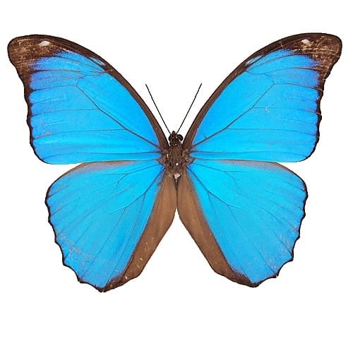 チョウセンケナガニイニイ 飛翔 , 昆虫標本 , 蝶の標本 販売・通販の