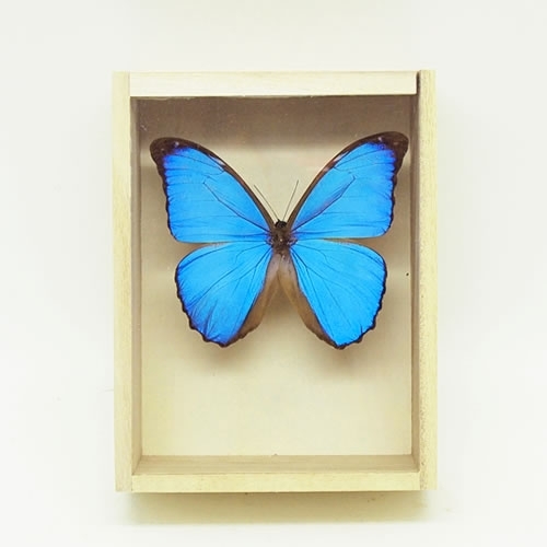 メネラウスモルフォ , タグ「モルフォ」 , 蝶の標本 販売・通販の