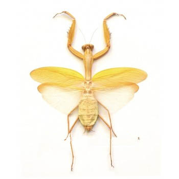 Hierodula membranacea Praying Mantis