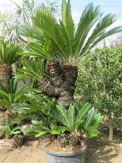 ソテツ ヤシの木 販売 中山植木