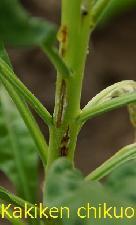 生理障害 | 農研機構