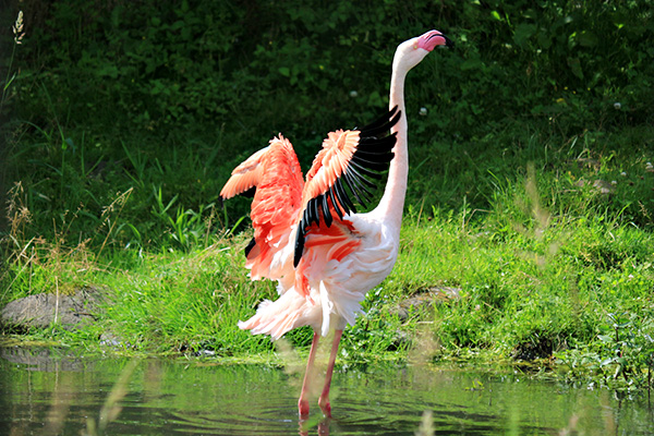 ヨーロッパフラミンゴ｜動物図鑑｜那須サファリパーク