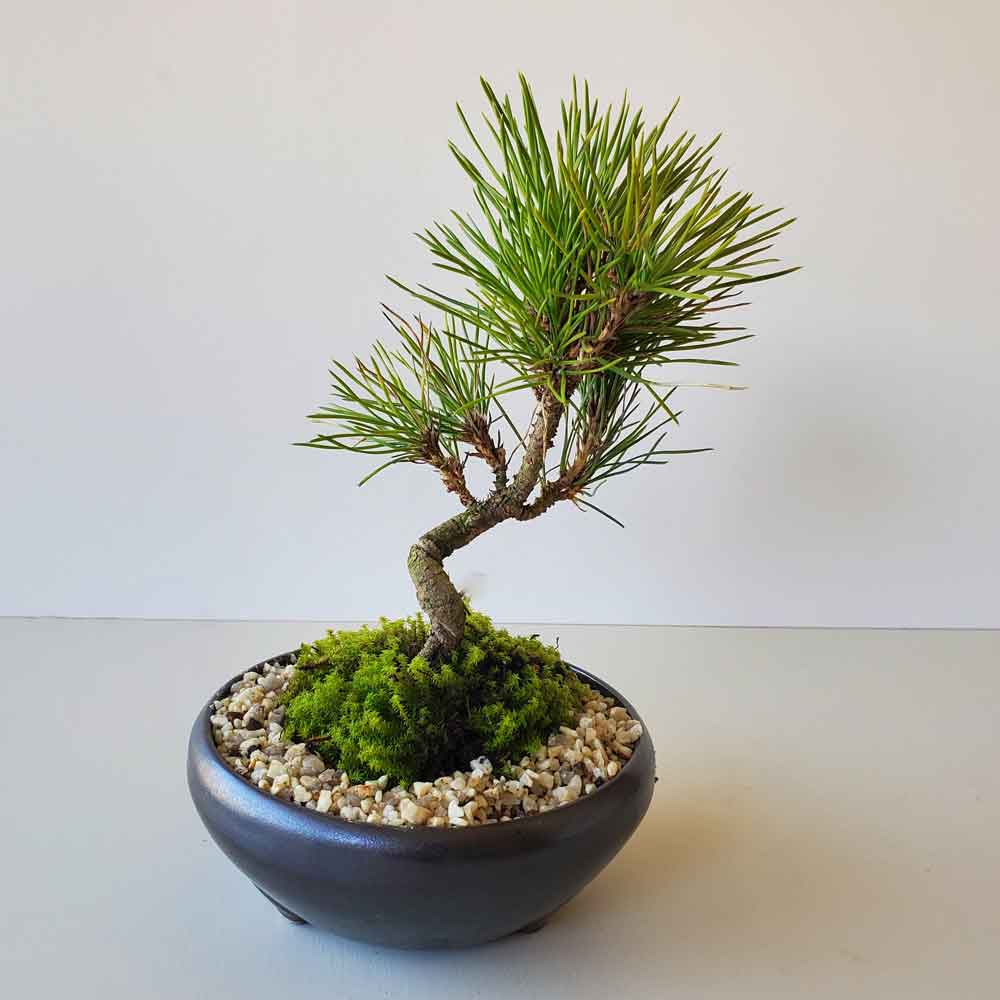 黒松盆栽 万古黒丸鉢 くろまつ クロマツ kuromatu ミニ盆栽 小品盆栽