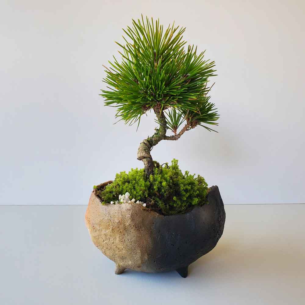 送料無料でお届け。日々の暮らしに憩いと安らぎを演出【黒松（くろまつ