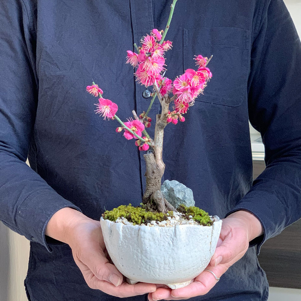 2026年開花終了】送料無料 【紅梅盆栽 万古白深鉢】 盆栽 ぼんさい