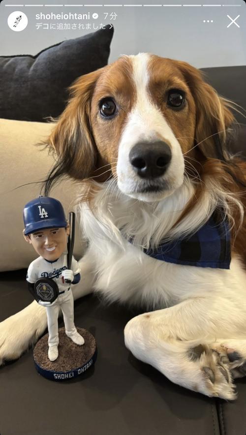 大谷翔平、ボブルヘッド人形に寄り添う愛犬デコピンを公開 大谷家