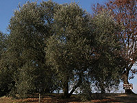 オリーブ苗木4.5号ポット セントキャサリン｜オリーブ化粧品の日本