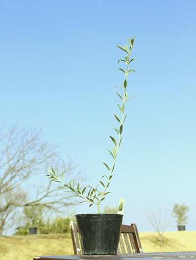 オリーブ苗木4.5号ポット セントキャサリン｜オリーブ化粧品の日本