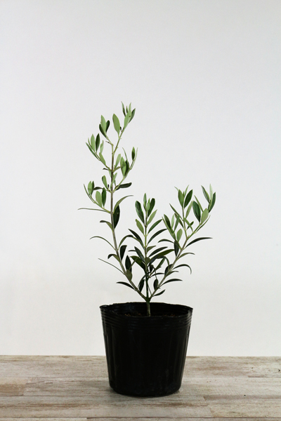 オリーブ苗木4.5号ポット セントキャサリン｜オリーブ化粧品の日本