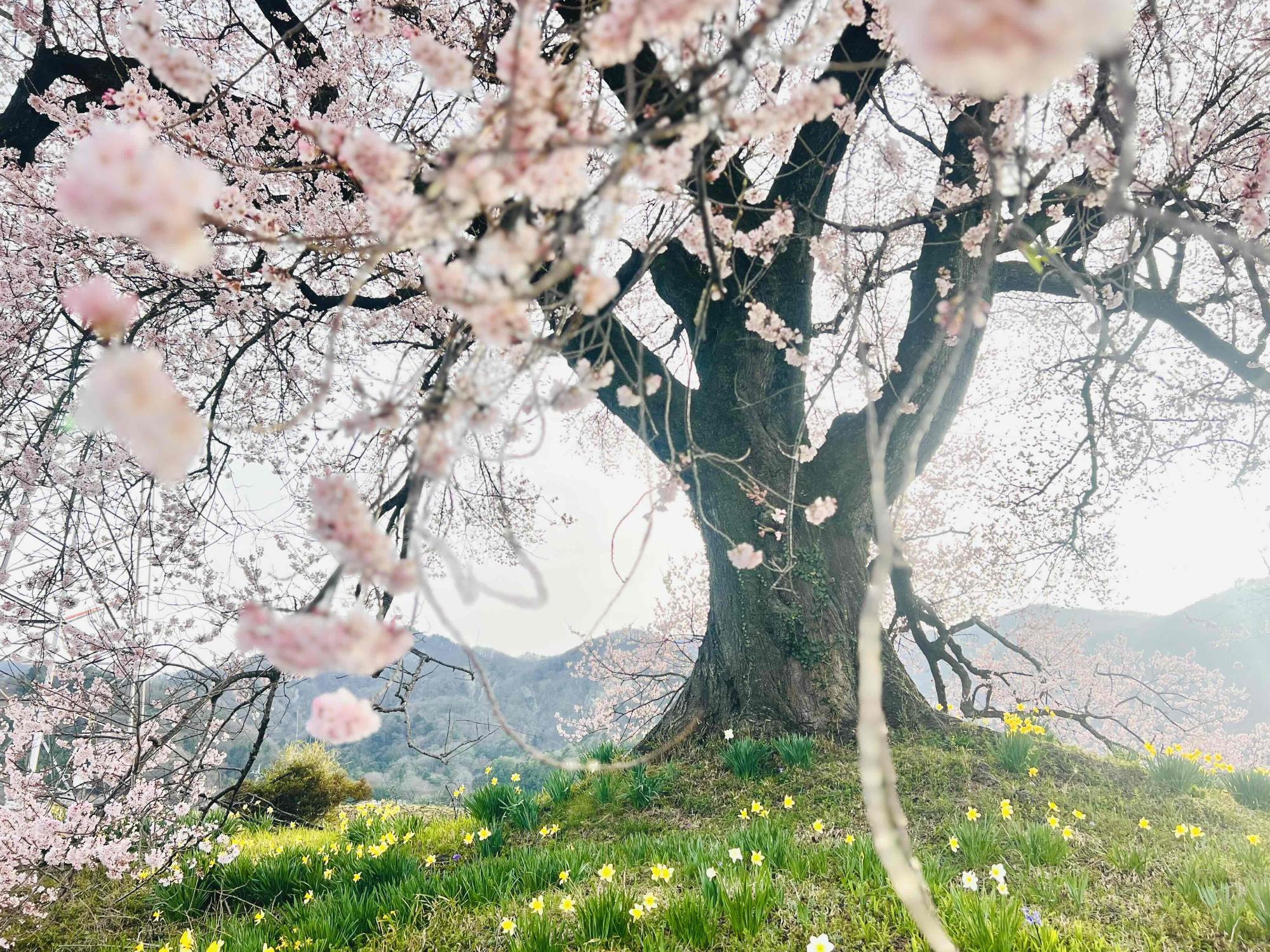 わに塚のサクラ」の開花情報（2024年)／韮崎市観光協会