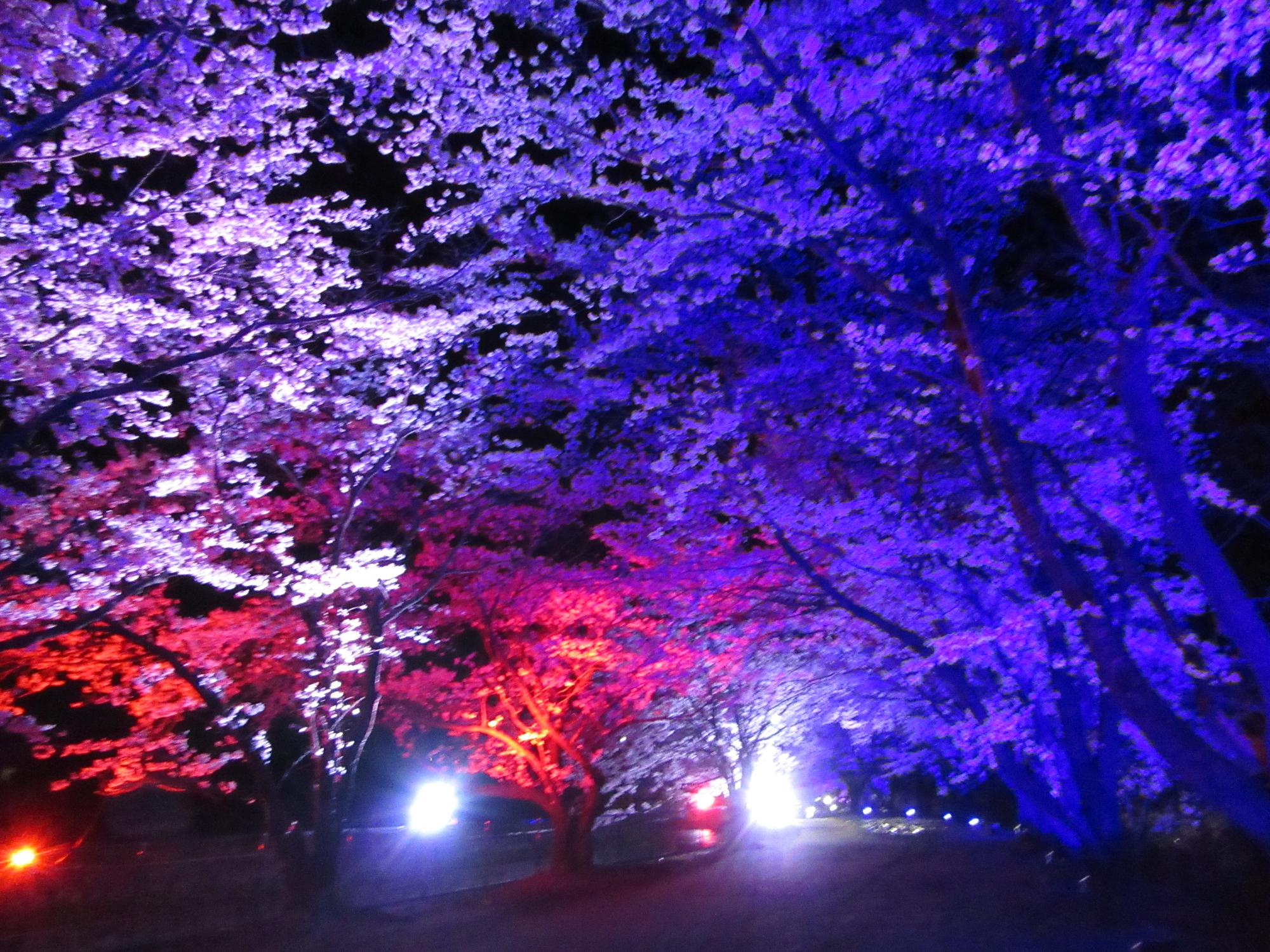 円野町 さくら並木ライトアップ2025(徳島堰沿い)／韮崎市観光協会