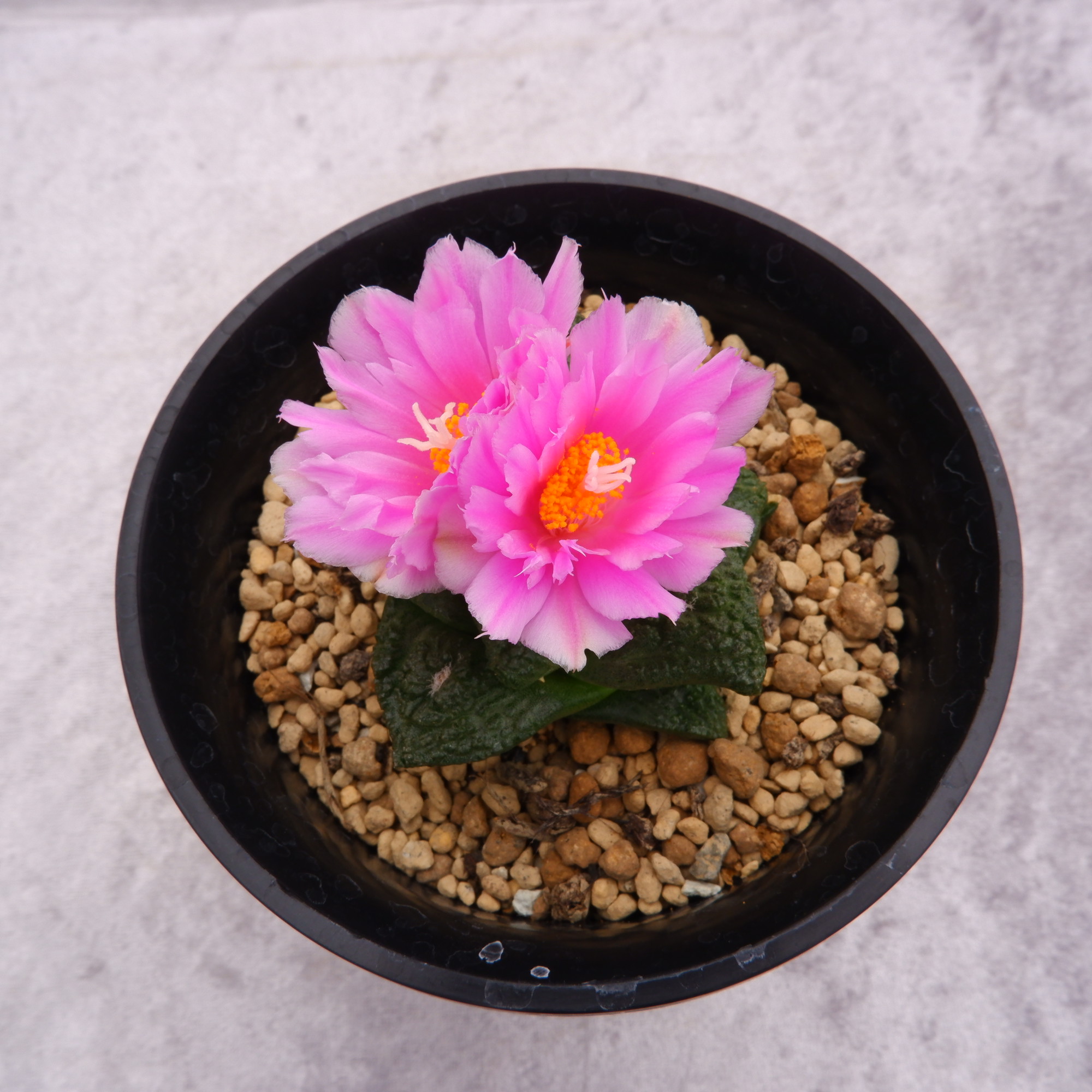 商品詳細 - 信州西沢サボテン園