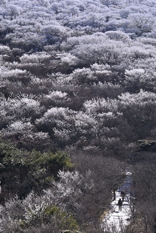 大分・九重町の牧ノ戸峠に満開の霧氷｜【西日本新聞me】