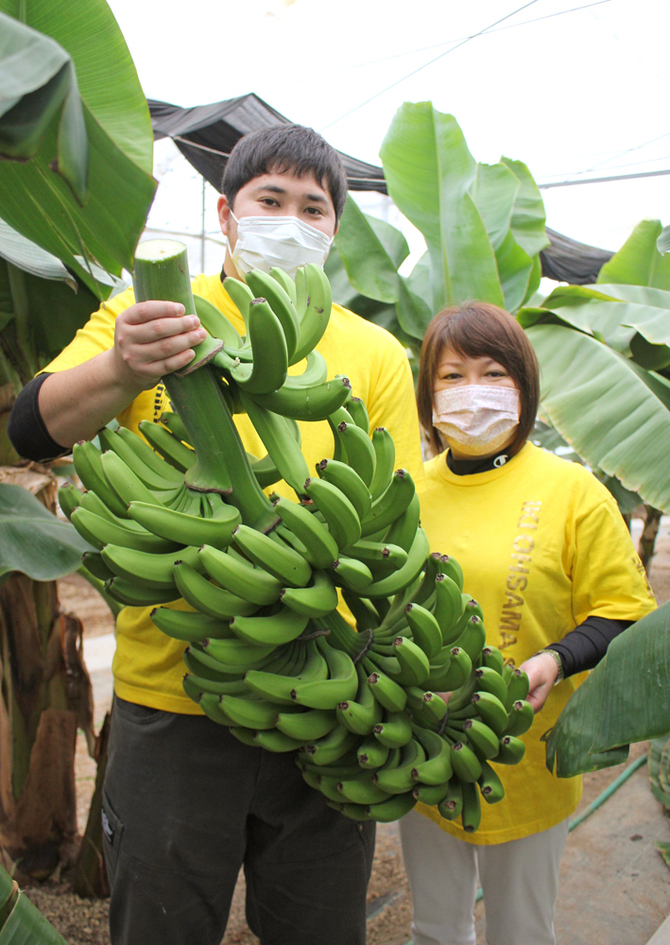 皮ごと食べられる「壱岐王様バナナ」初収穫｜【西日本新聞me】