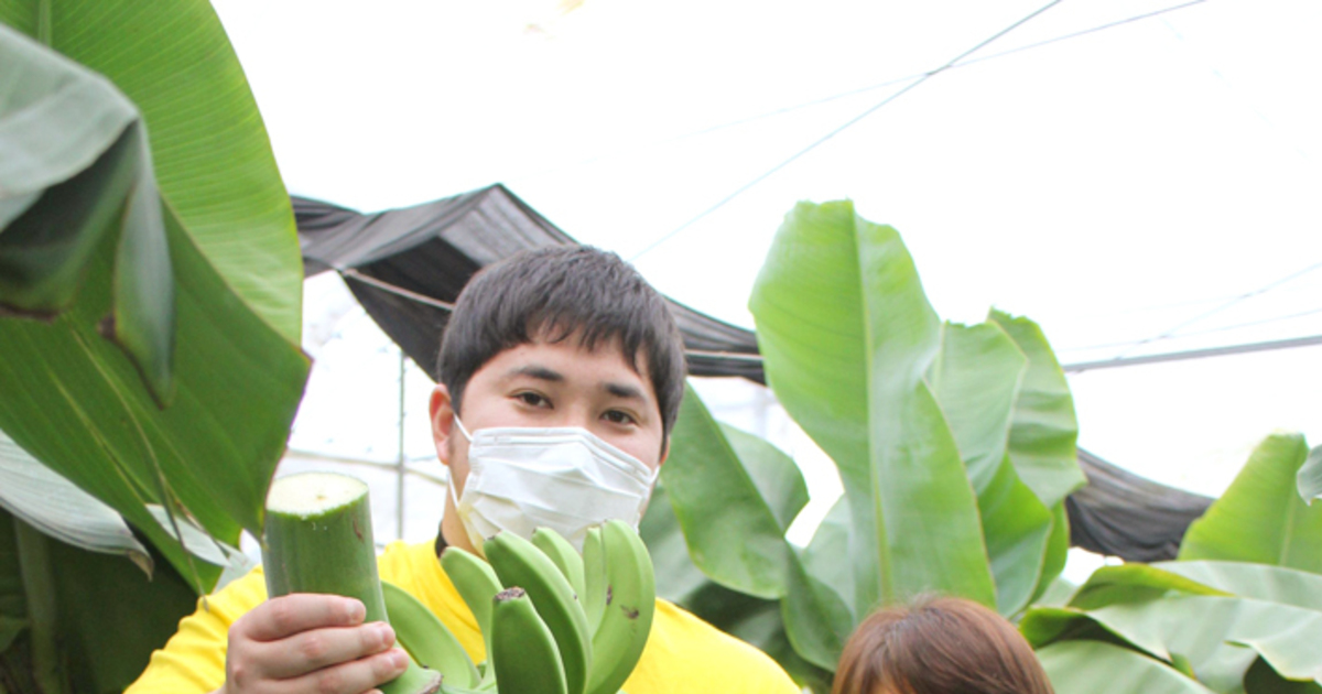 皮ごと食べられる「壱岐王様バナナ」初収穫｜【西日本新聞me】