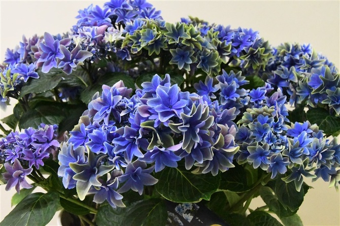 久留米生まれのアジサイ新品種「月虹」、全国大会で最高賞 開発に6年