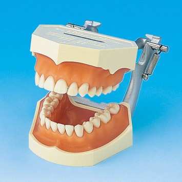 TOOTH ANATOMY (ANA) | STUDY MODEL WITH REMOVABLE TEETH [PE-ANA002