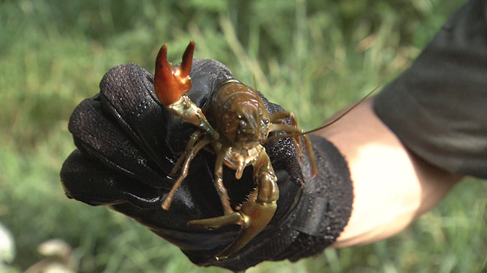 グリル厄介 ～北の侵略者 ウチダザリガニ～｜ザ！鉄腕！DASH!!｜日本テレビ