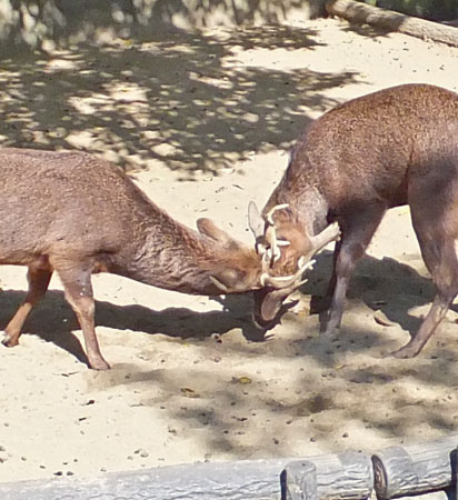 シカの角 秋が見どころ | ニュース和歌山